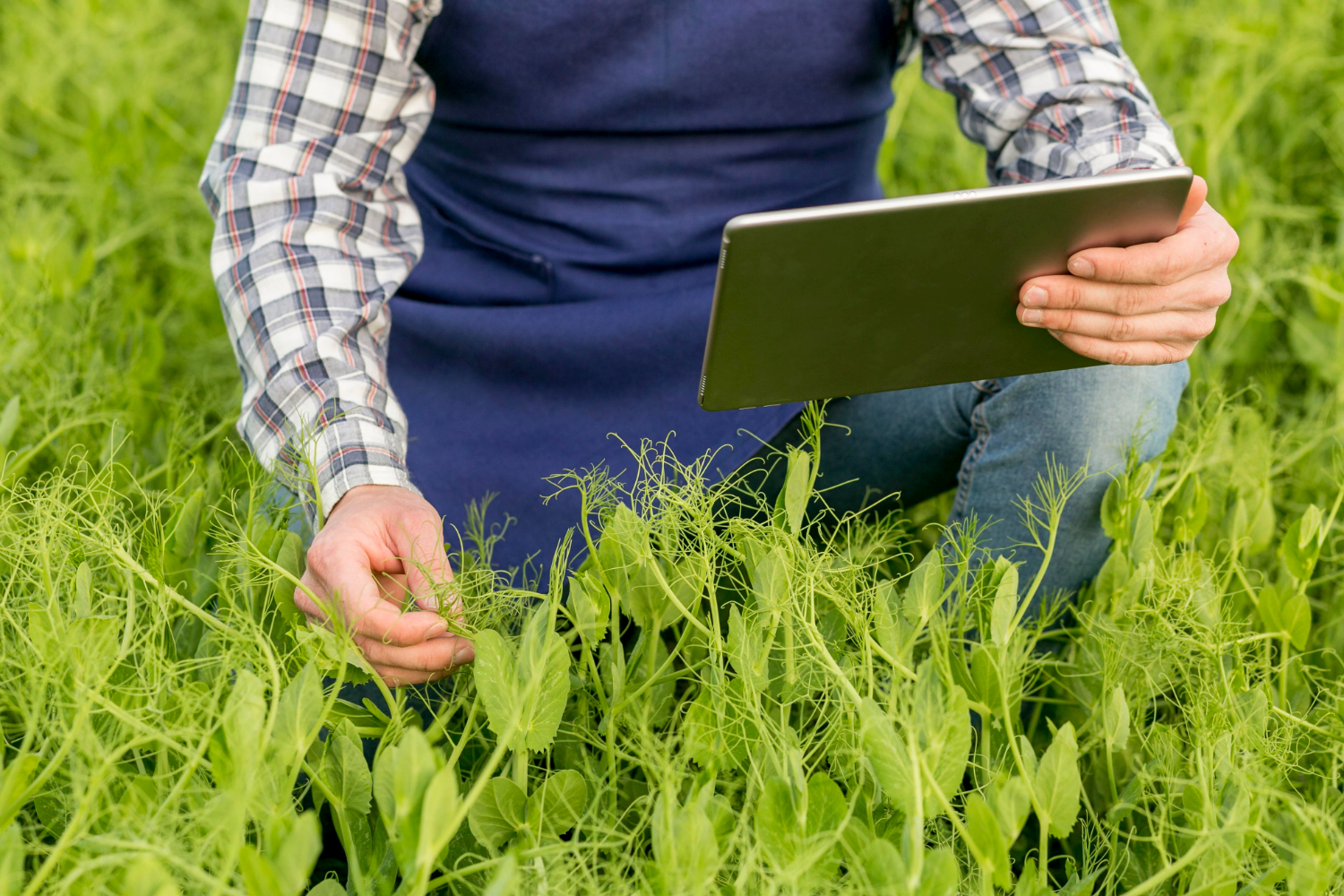 Sustainable Farming Techniques for a Greener Tomorrow