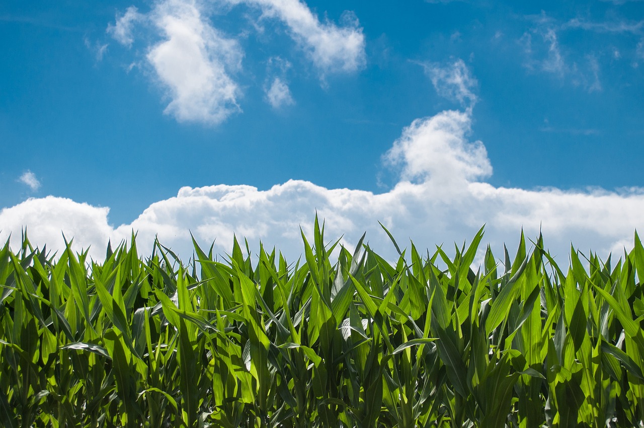 Addressing Food Security Through Large-Scale Farming: Mupundu Energy’s Impact on Maize and Soybeans