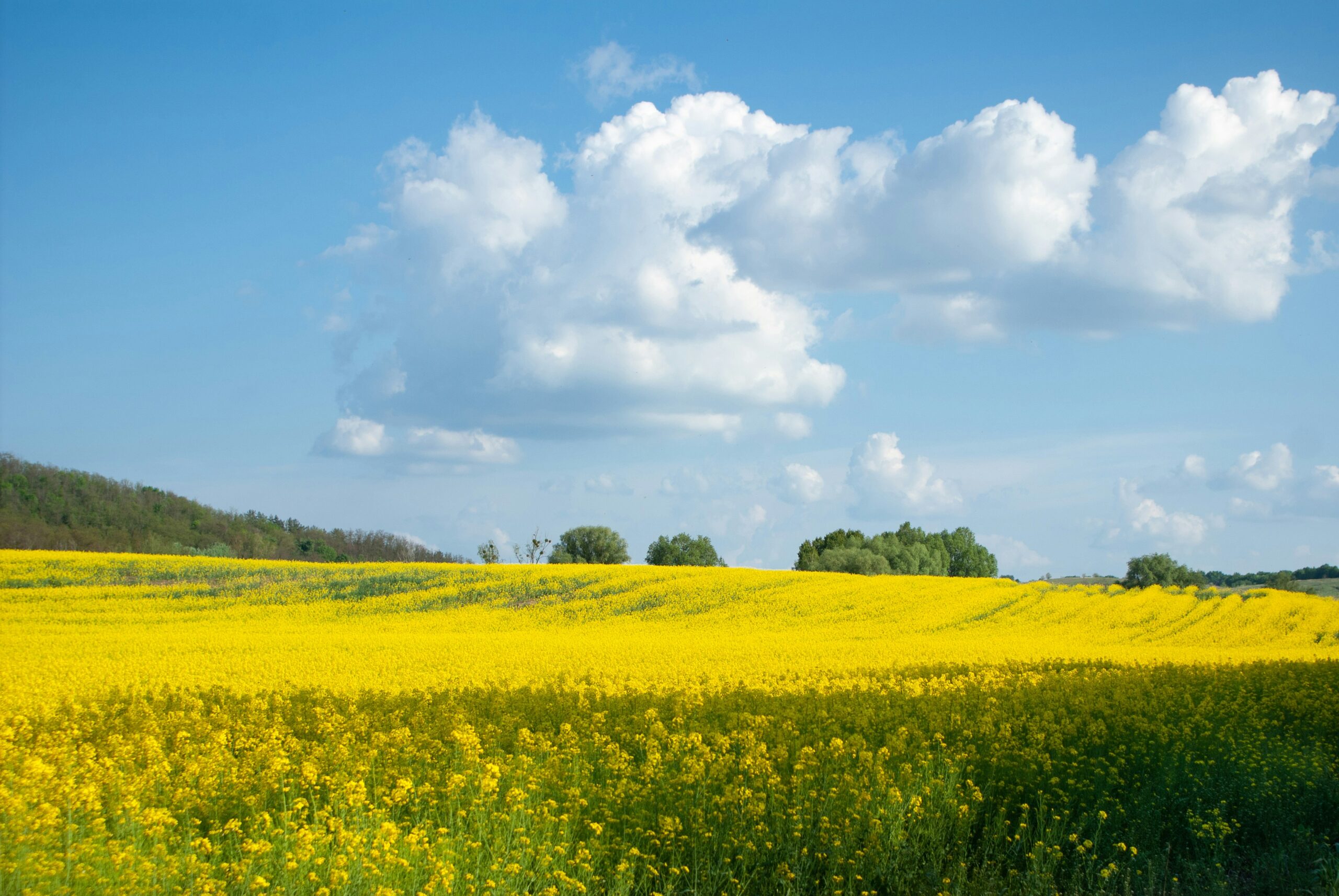 Photo by <a href="https://unsplash.com/@greendino" rel="nofollow">Andriy Nestruiev</a> on <a href="https://unsplash.com/?utm_source=hostinger&utm_medium=referral" rel="nofollow">Unsplash</a>