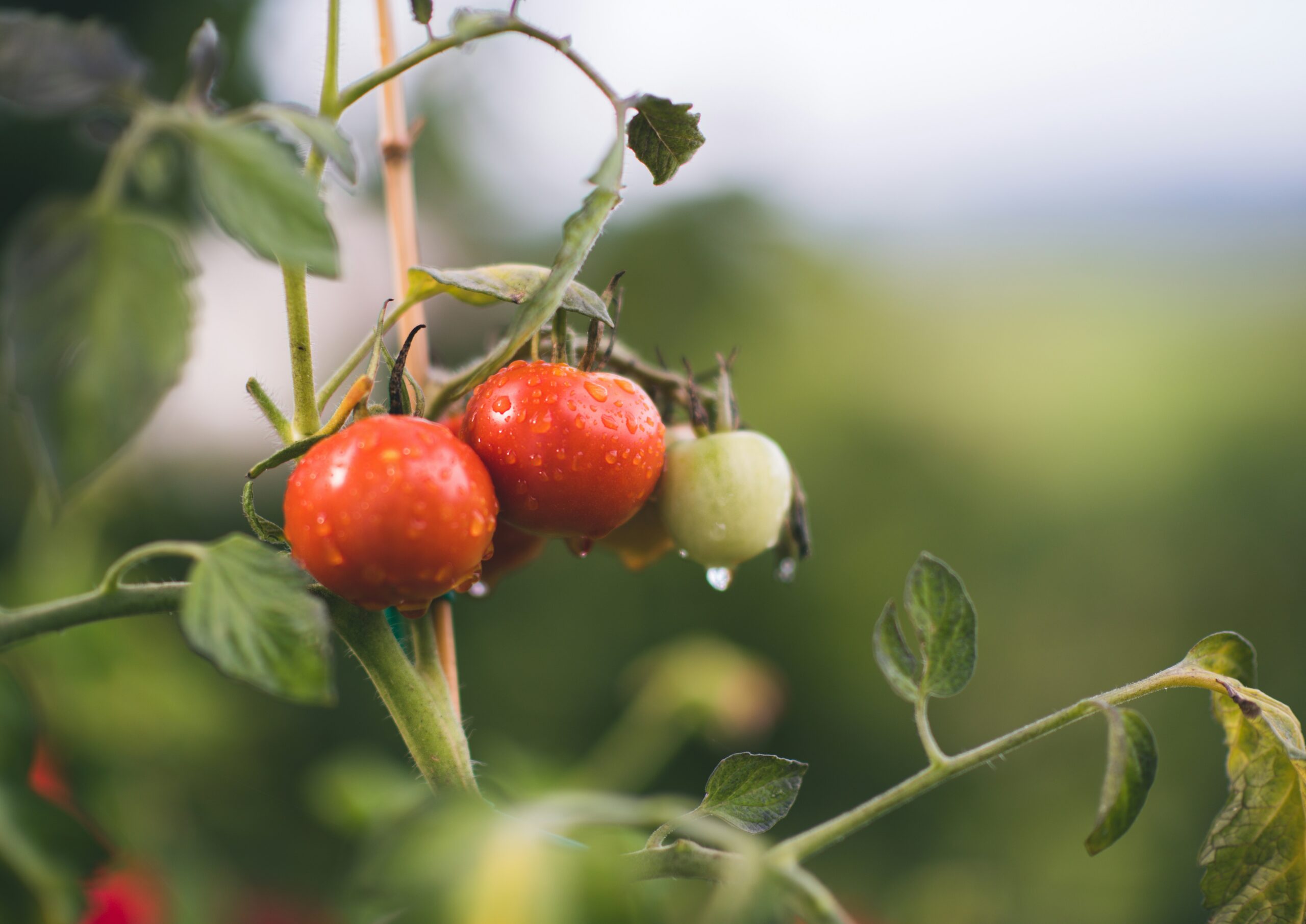 Photo by <a href="https://unsplash.com/@itfeelslikefilm" rel="nofollow">🇸🇮 Janko Ferlič</a> on <a href="https://unsplash.com/?utm_source=hostinger&utm_medium=referral" rel="nofollow">Unsplash</a>