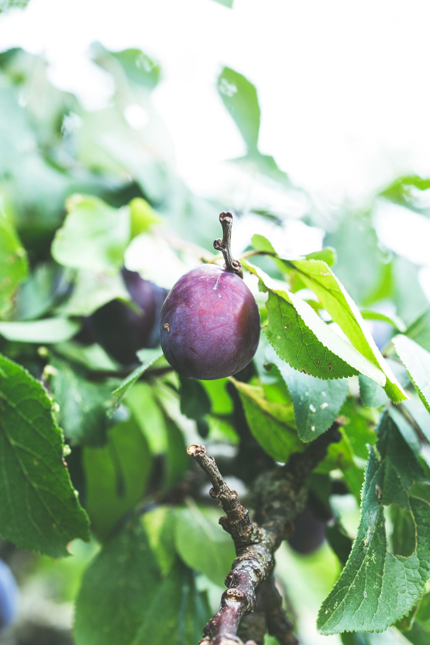 Photo by <a href="https://unsplash.com/@markusspiske" rel="nofollow">Markus Spiske</a> on <a href="https://unsplash.com/?utm_source=hostinger&utm_medium=referral" rel="nofollow">Unsplash</a>